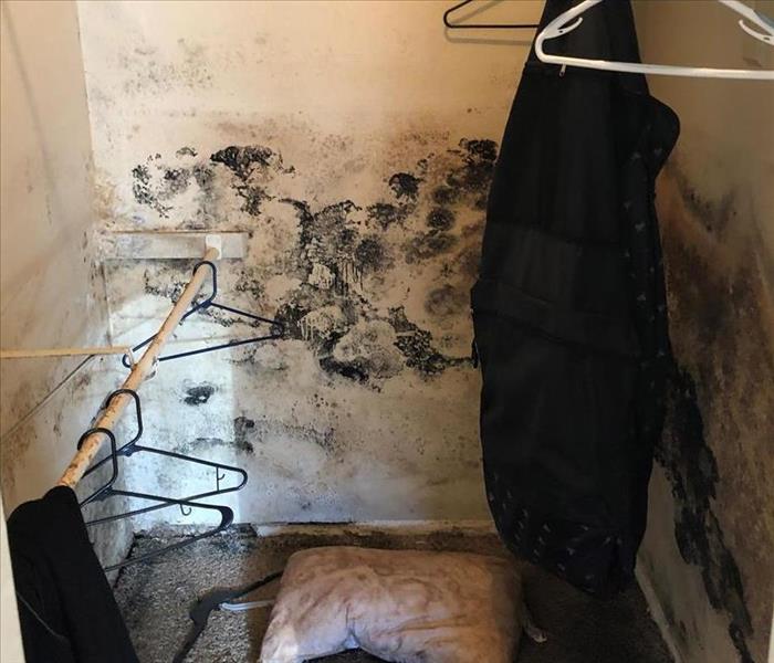 Mold Growth on Wall